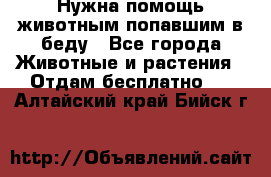 Нужна помощь животным попавшим в беду - Все города Животные и растения » Отдам бесплатно   . Алтайский край,Бийск г.